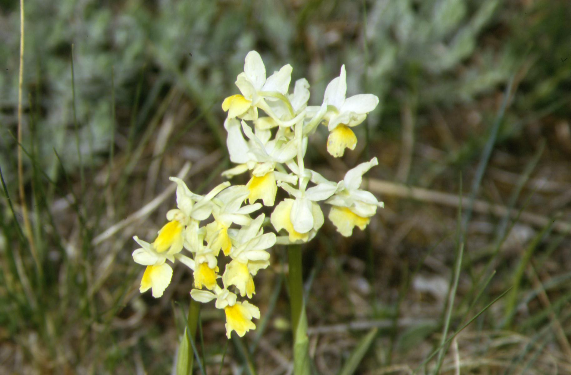 Orchis pauciflora e Orchis anthropophora